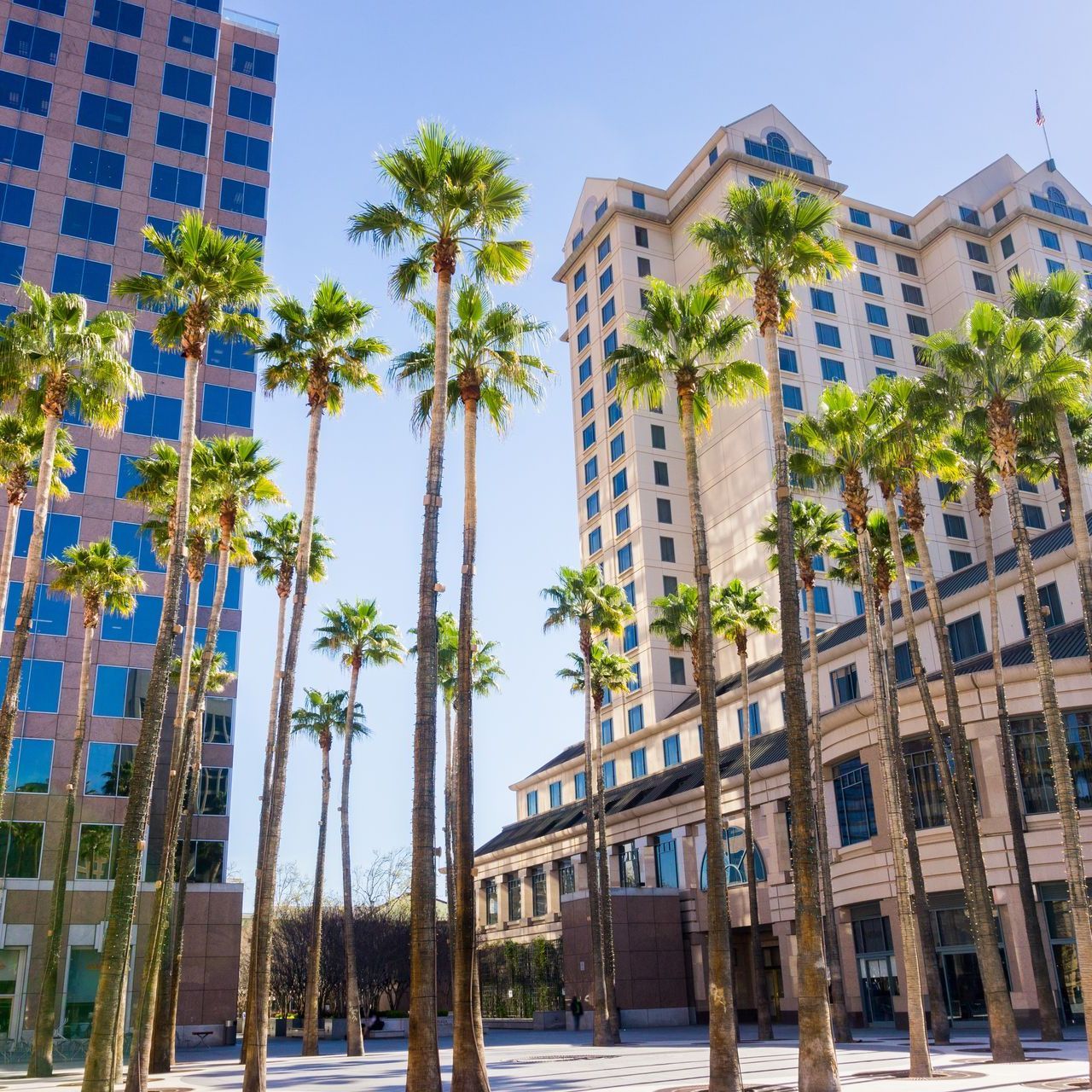 Palm trees in a sunny urban setting, framed by tall buildings with blue and white facades.