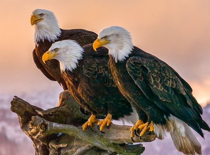Three bald eagles perched on a weathered branch, with white heads, yellow beaks and feet, against a soft orange and mountain backdrop.