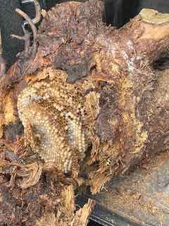Close up image of wasp nest in a piece of a log