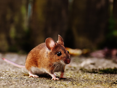 Two Mice on Piece of Cheese - Exterminator Services in Rochester, MN