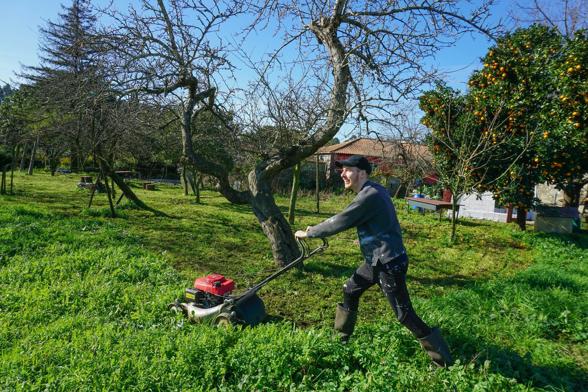 Man mowing a green lawn with a red and white lawnmower under bare trees, sunny day.