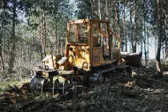 Yellow bulldozer clearing brush in a forest.