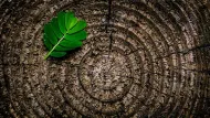 Green leaf on a tree stump with concentric growth rings.