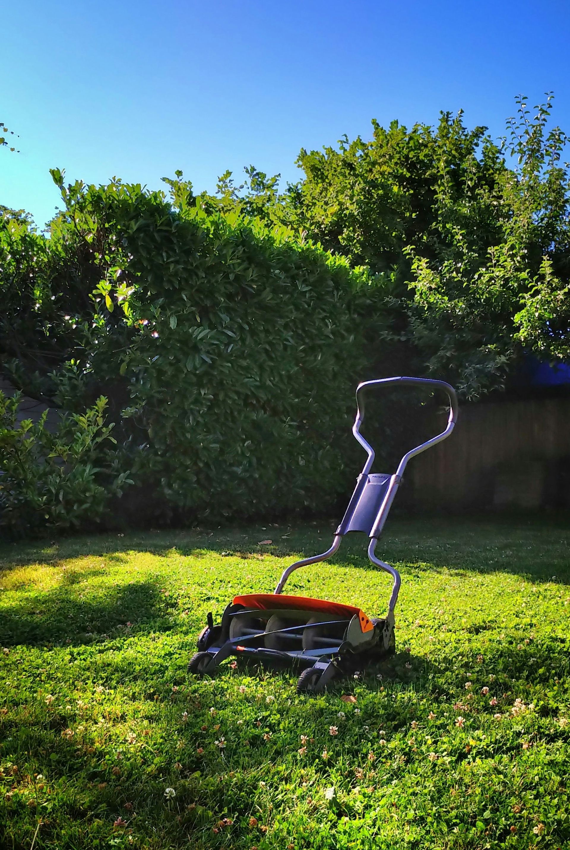 Lawnmower on green grass in a sunny backyard, with a dense green hedge and blue sky in the background.