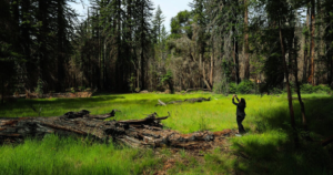 A person is standing in a grassy field in the middle of a forest.