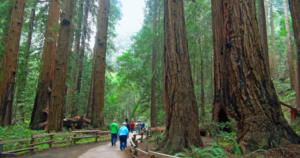 A group of people are walking down a path in a forest.