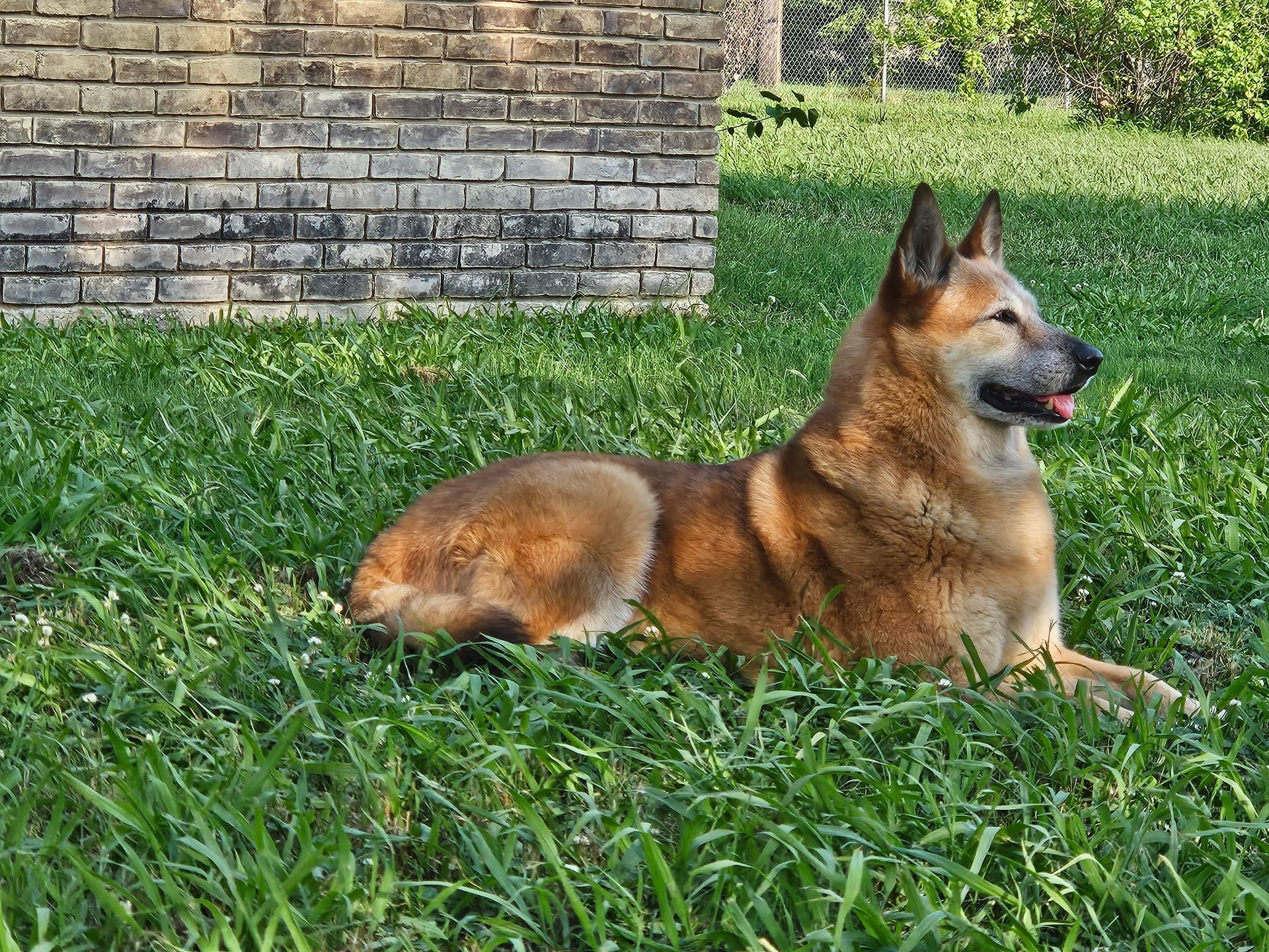 George, the dog that started K9 Culture 13 years ago