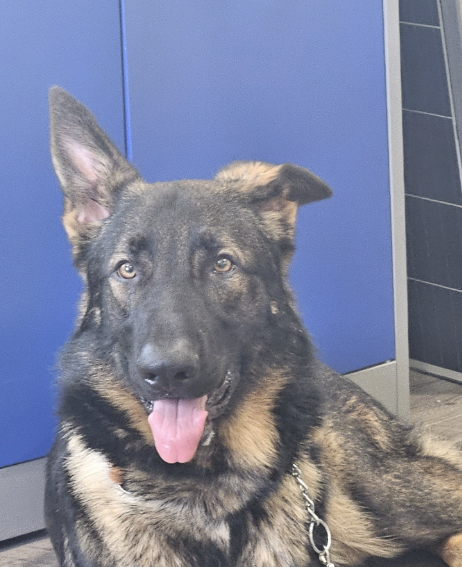 Aggressive German Shepherd in training with tongue out, sitting indoors against a blue wall.