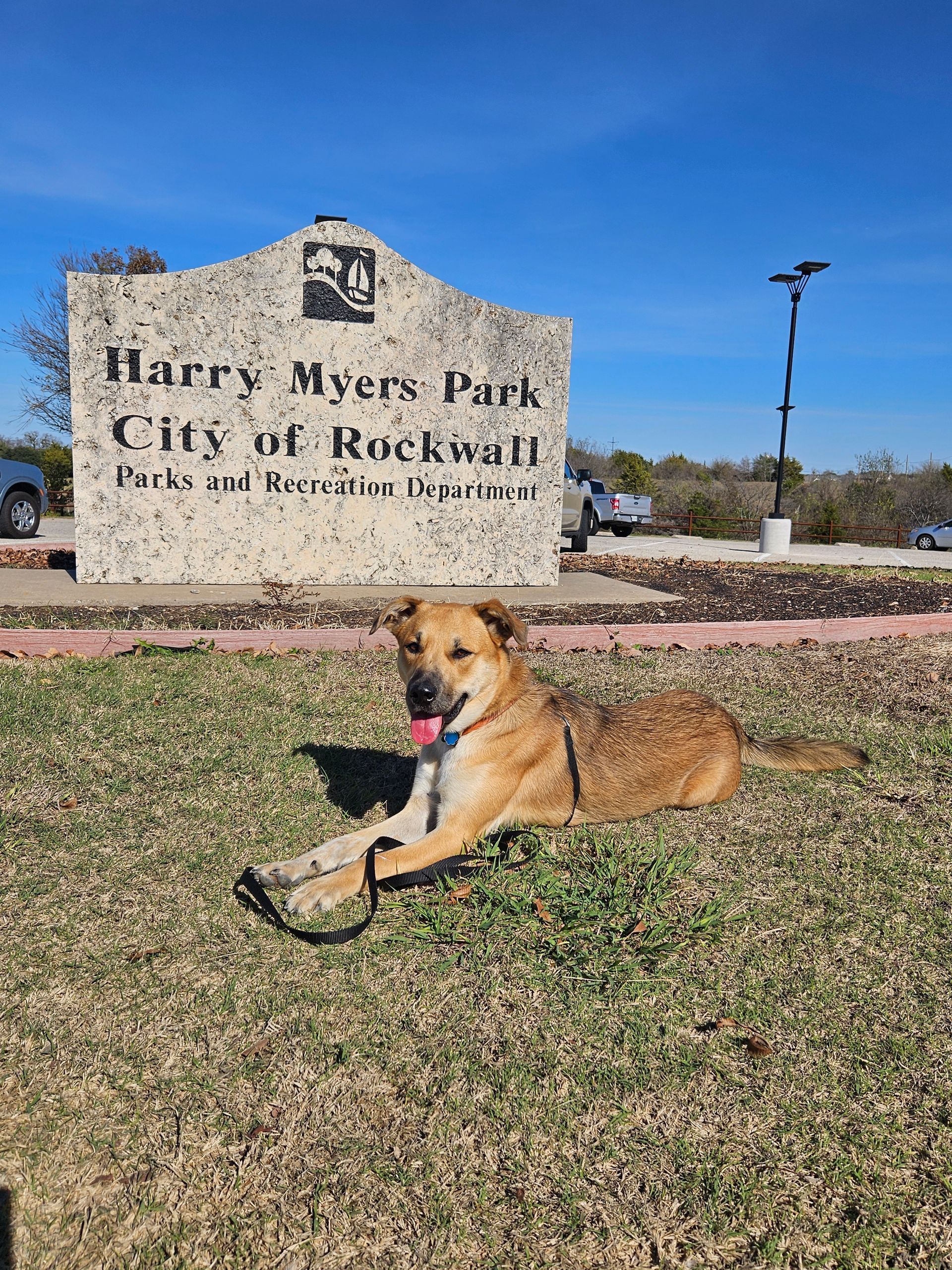 Dog lounging on grass in front of the Harry Myers Park sign in Rockwall, Texas.