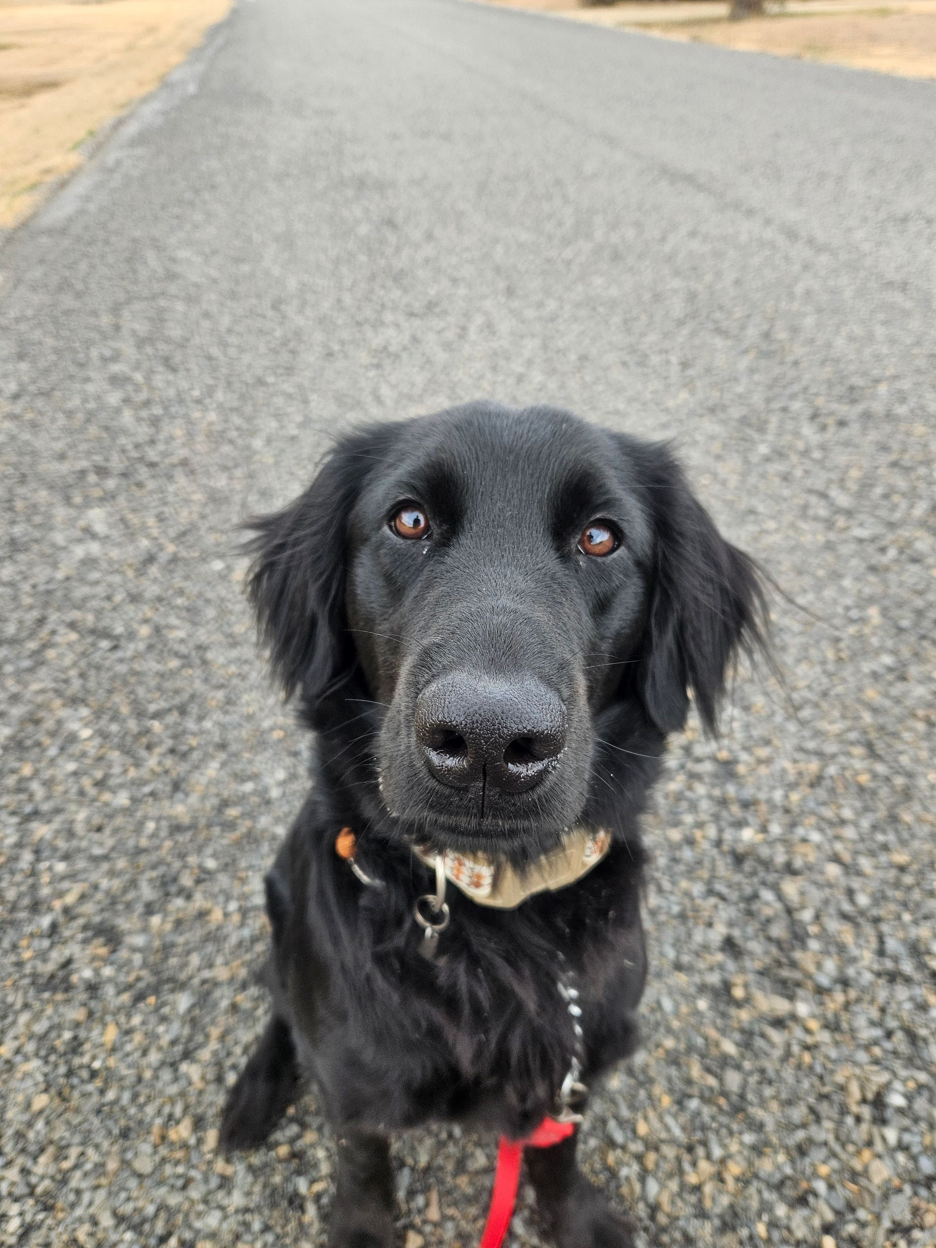 Black anxious dog in training sitting on a paved road in Rockwall, TX, looking at the camera with a red leash and tan collar.