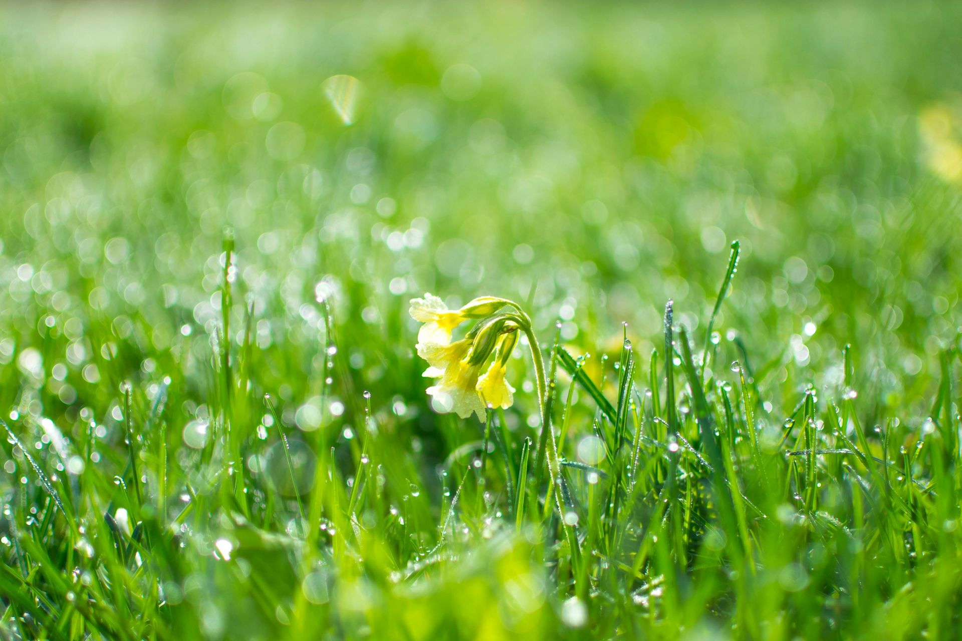 A lush green lawn with a fence and flowers in front of a house.