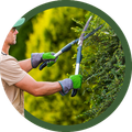 Person using hedge trimmers to prune green bushes outdoors