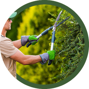 Person using hedge trimmers to prune green bushes outdoors