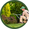 Gardener trimming a hedge with electric clippers in a lush green garden