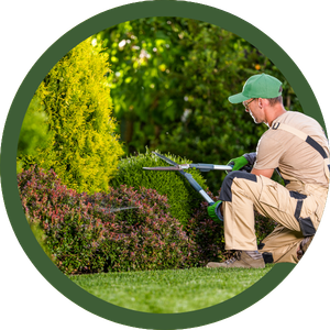 Gardener trimming a hedge with electric clippers in a lush green garden
