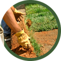 Gloved hands planting grass sod in reddish soil beside a green lawn