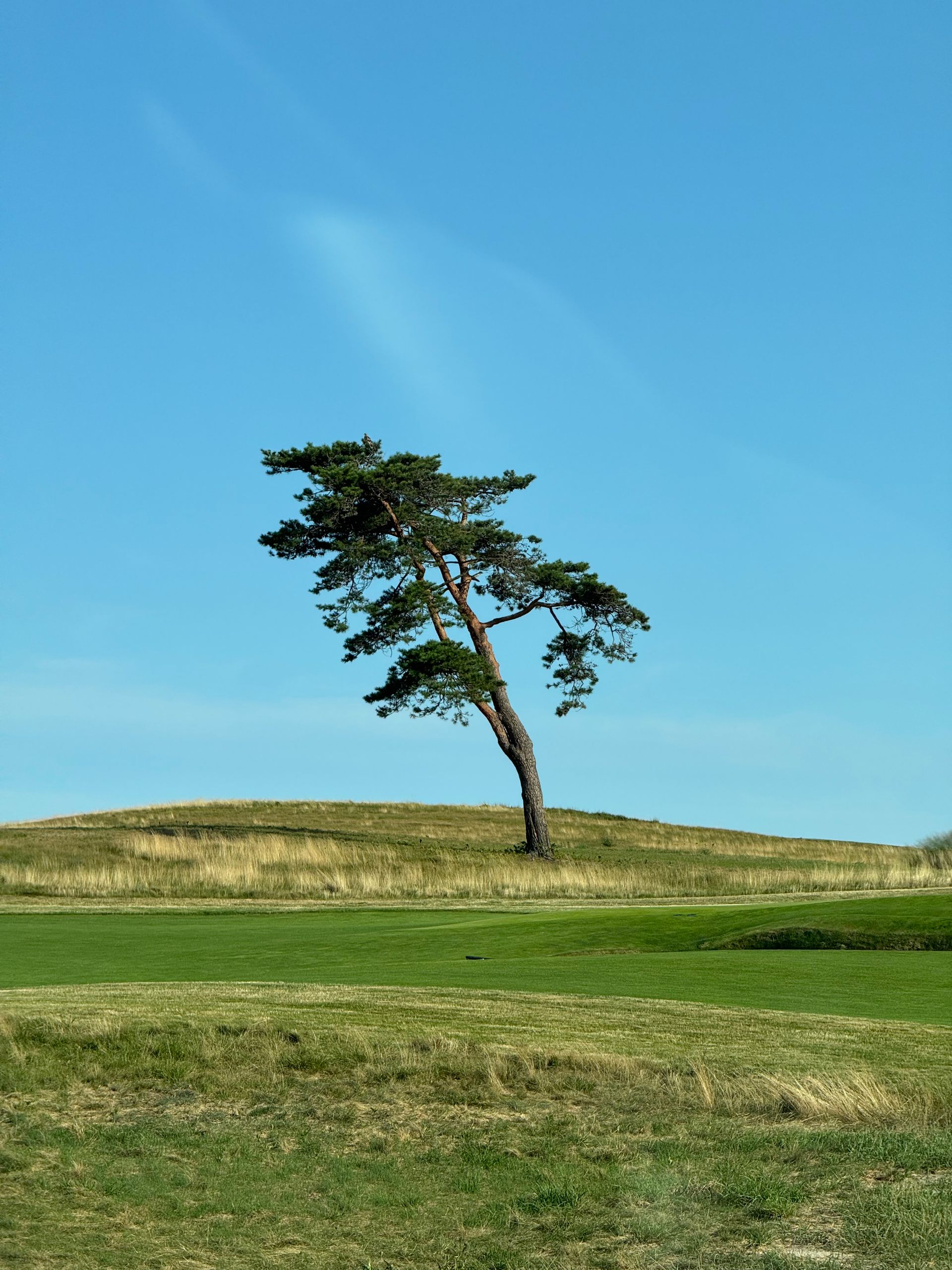 Solitary wind-bent tree on a grassy hill under a clear blue sky