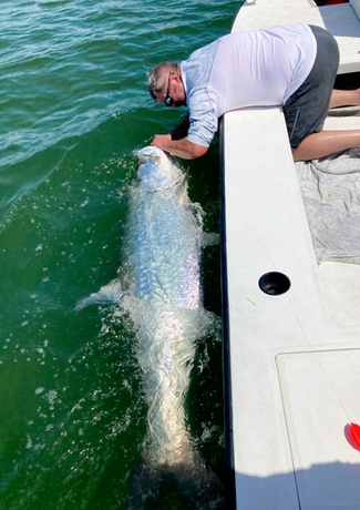 Man kneels at boat edge, touching a large, silvery tarpon in the water. Bright sunlight reflects off the fish.