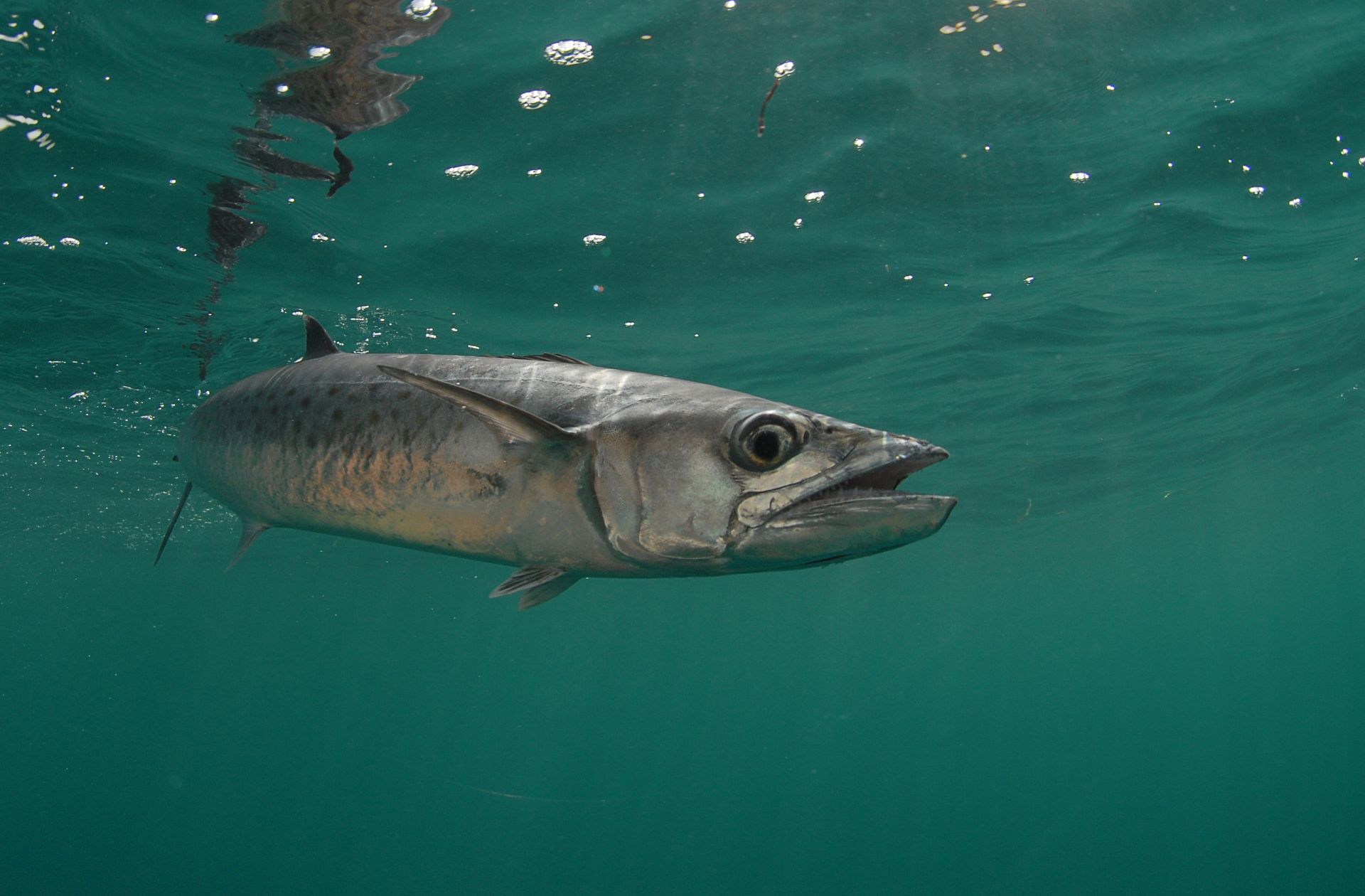 Fish swimming underwater, mouth open. Silver and gray body with a focused expression. Green water.