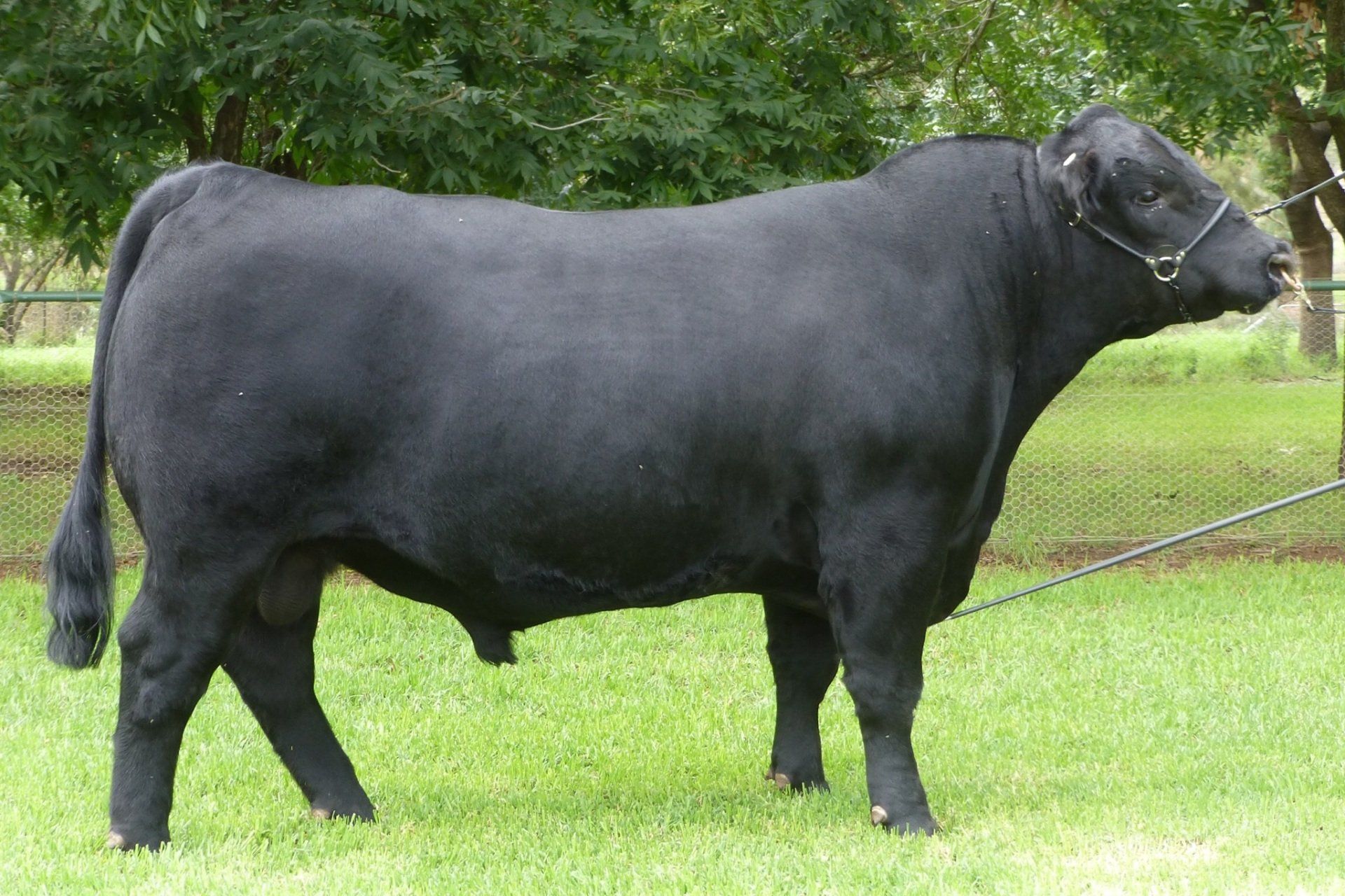 Five Men One Bull