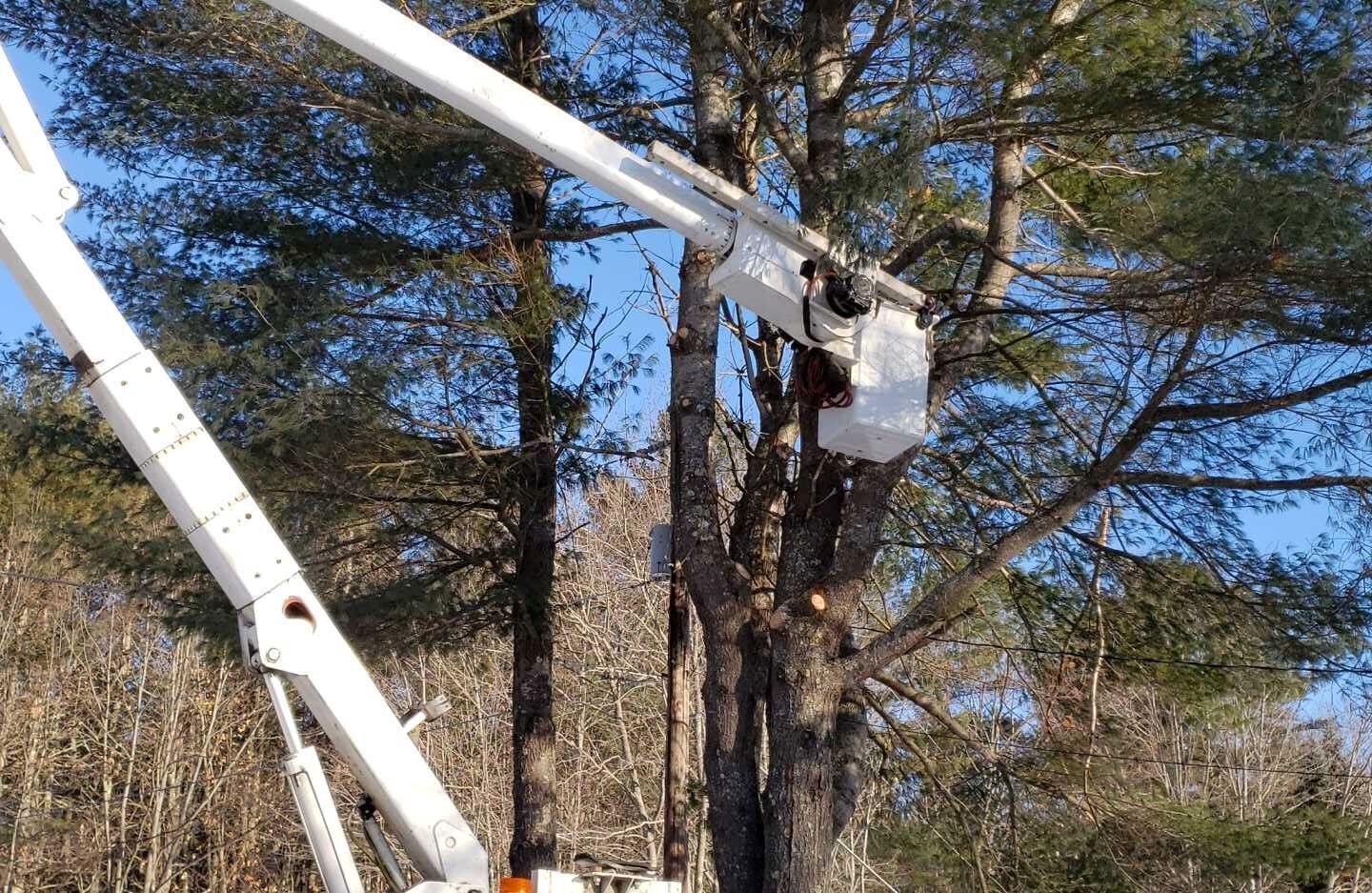 Tree Tlc TLC Tree | Expert Tree Removal | Sebago Lakes Region