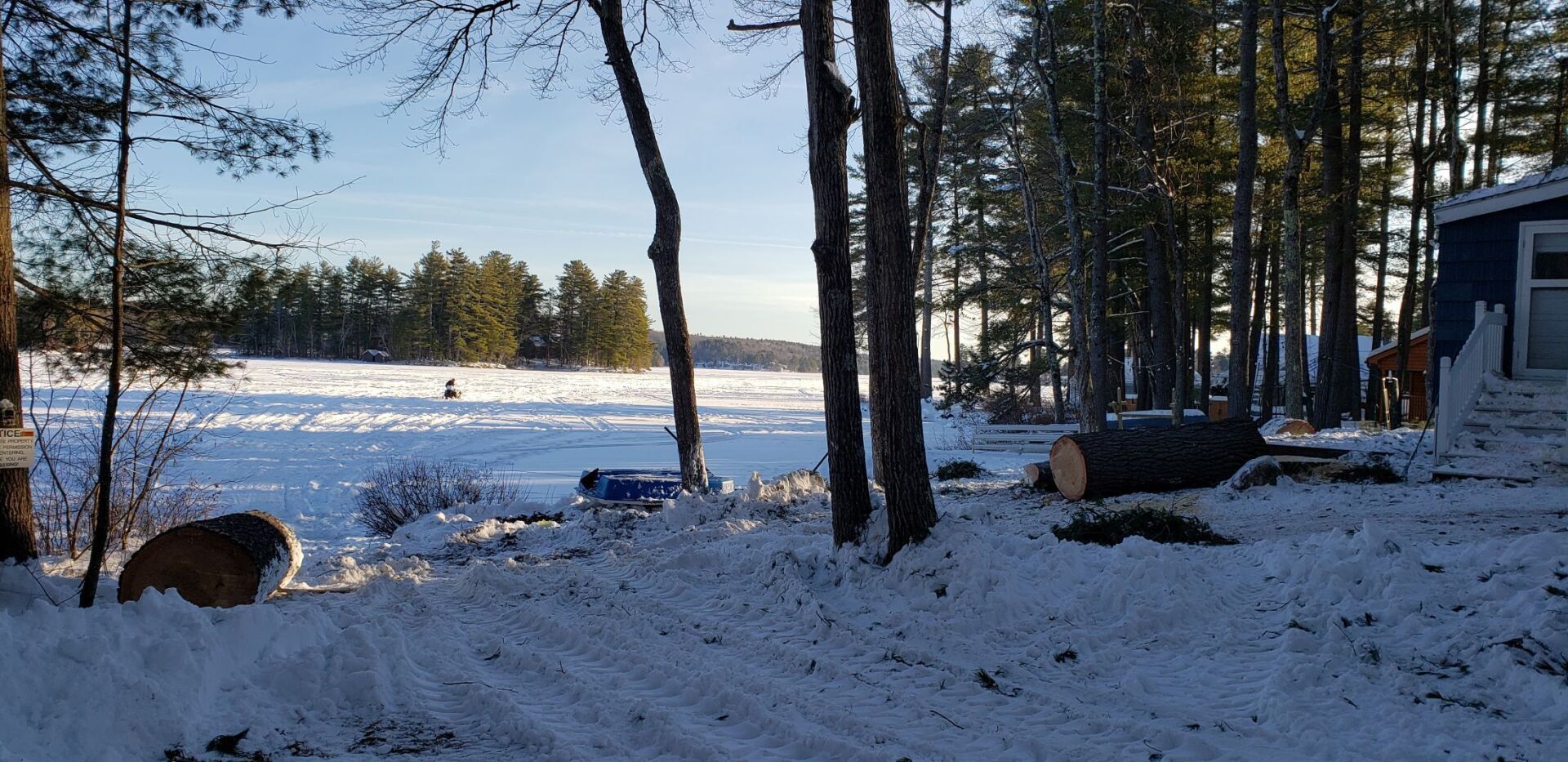 Big Pine Tree taken down in Gray Maine on Little Sebago