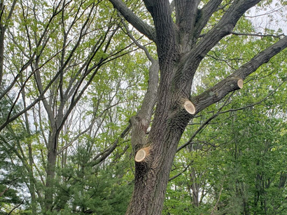 A tree with a lot of branches cut off from it.