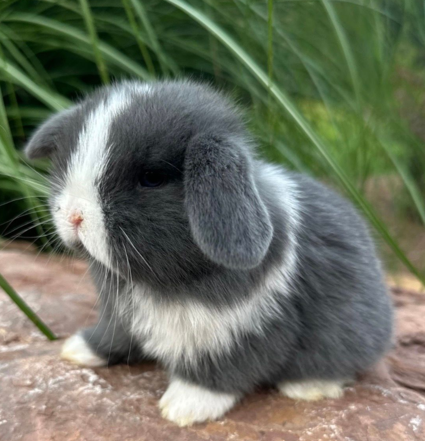 Blue VM (Blue Eyes) Holland Lop Baby for Adoption