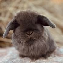 Chocolate Holland Lop with cute expression