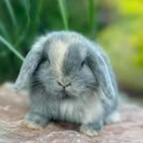 Blue Cream Holland Lop Rabbit Reserved for Customer