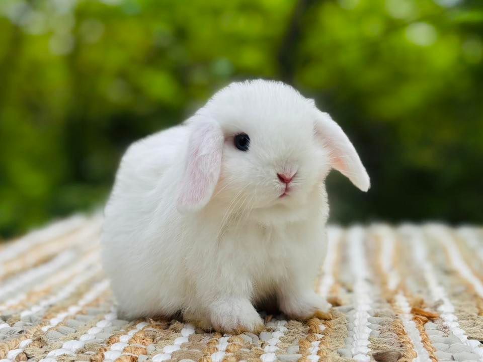 Blue Eyed White Holland Lop Bunny for Adoption