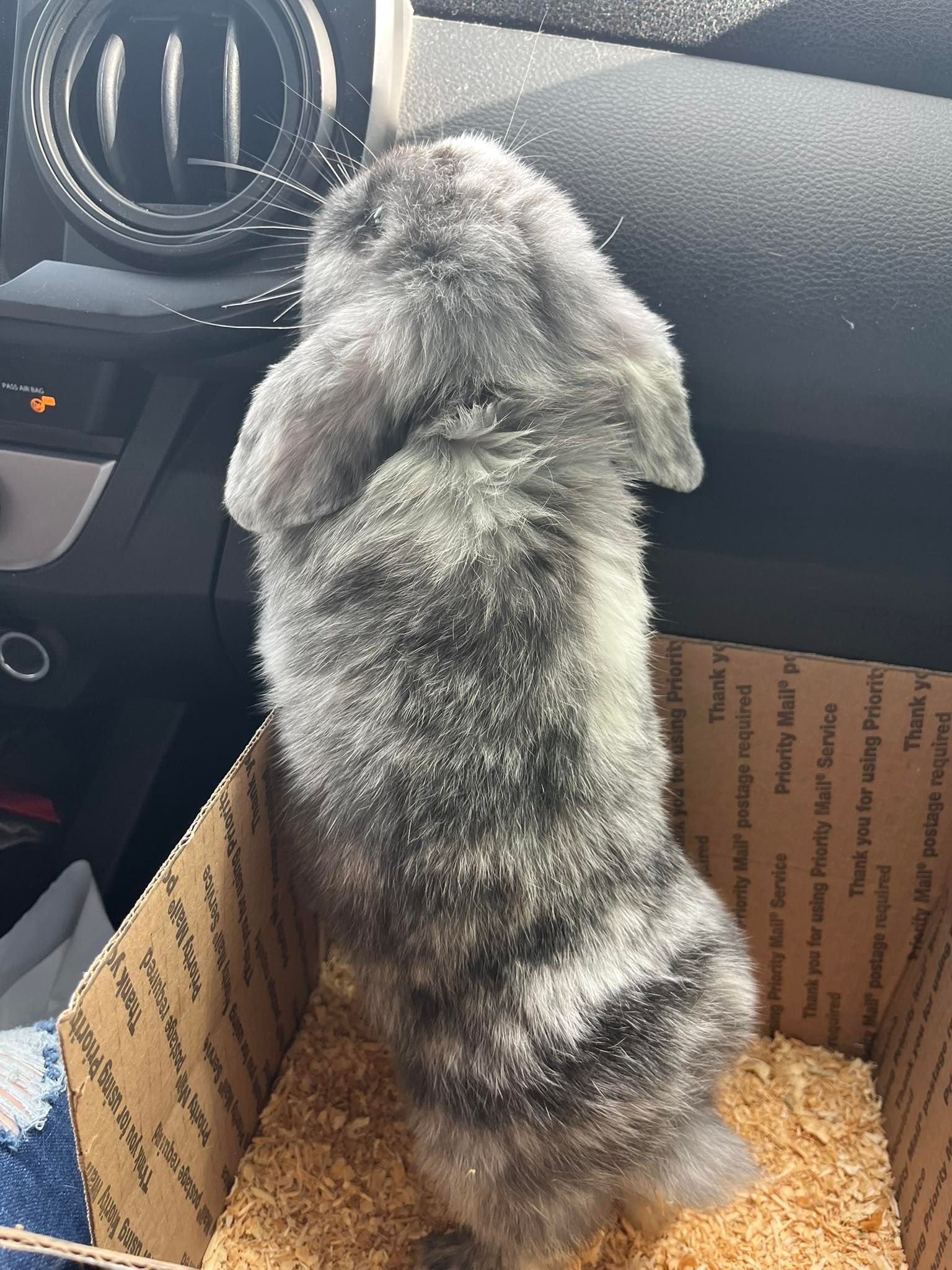 Black Magpie Baby Holland Lop Traveling to New Home