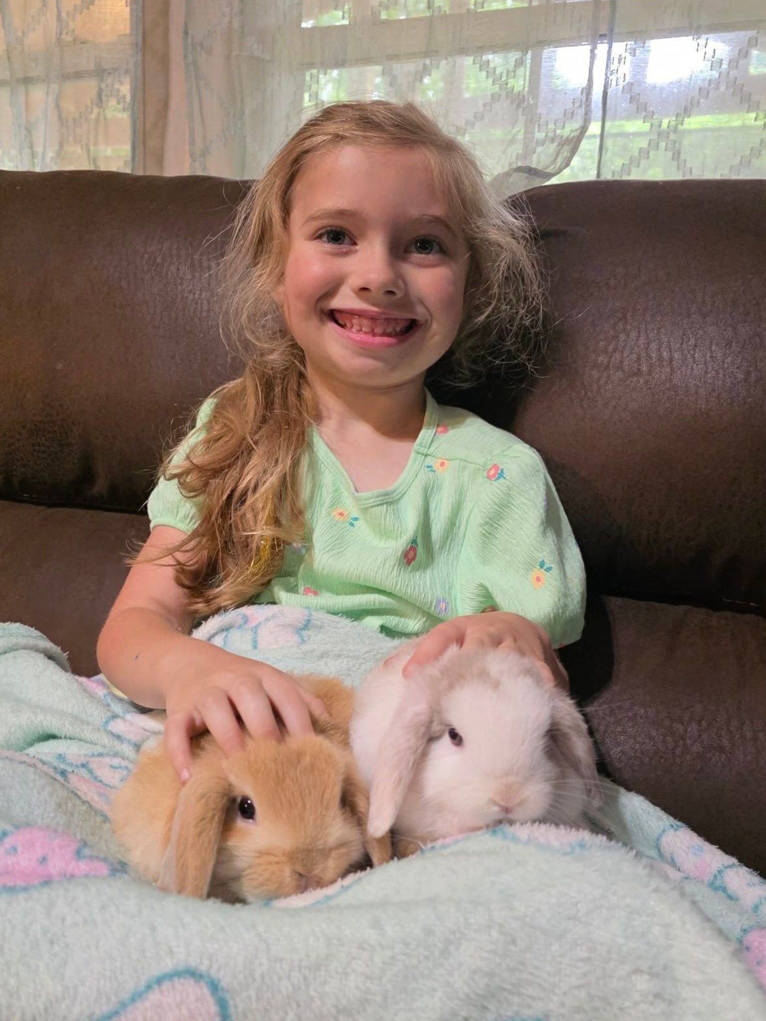 Cute Little girl holding 2 bonded Holland Lop Bunnies
