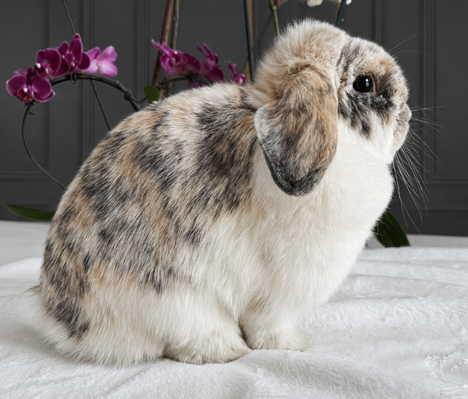 Black Orange Tri Holland Lop Doe