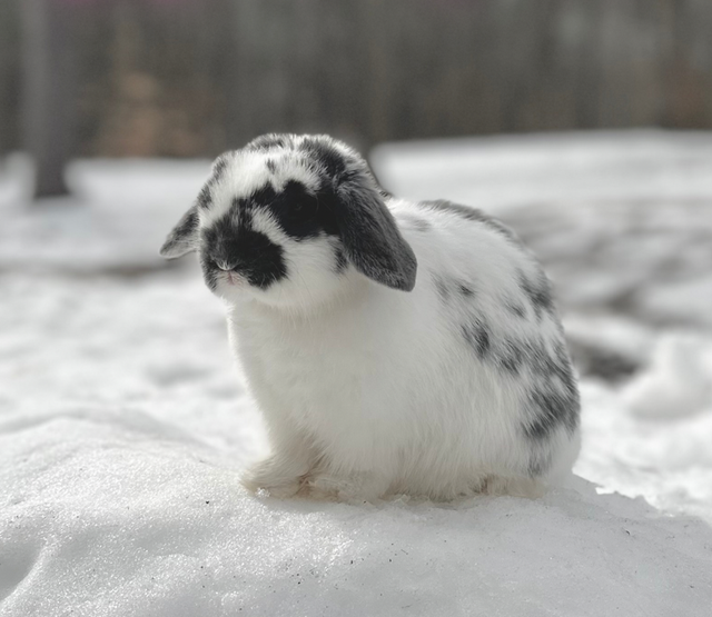 Broken Blue Holland Lop Bunny