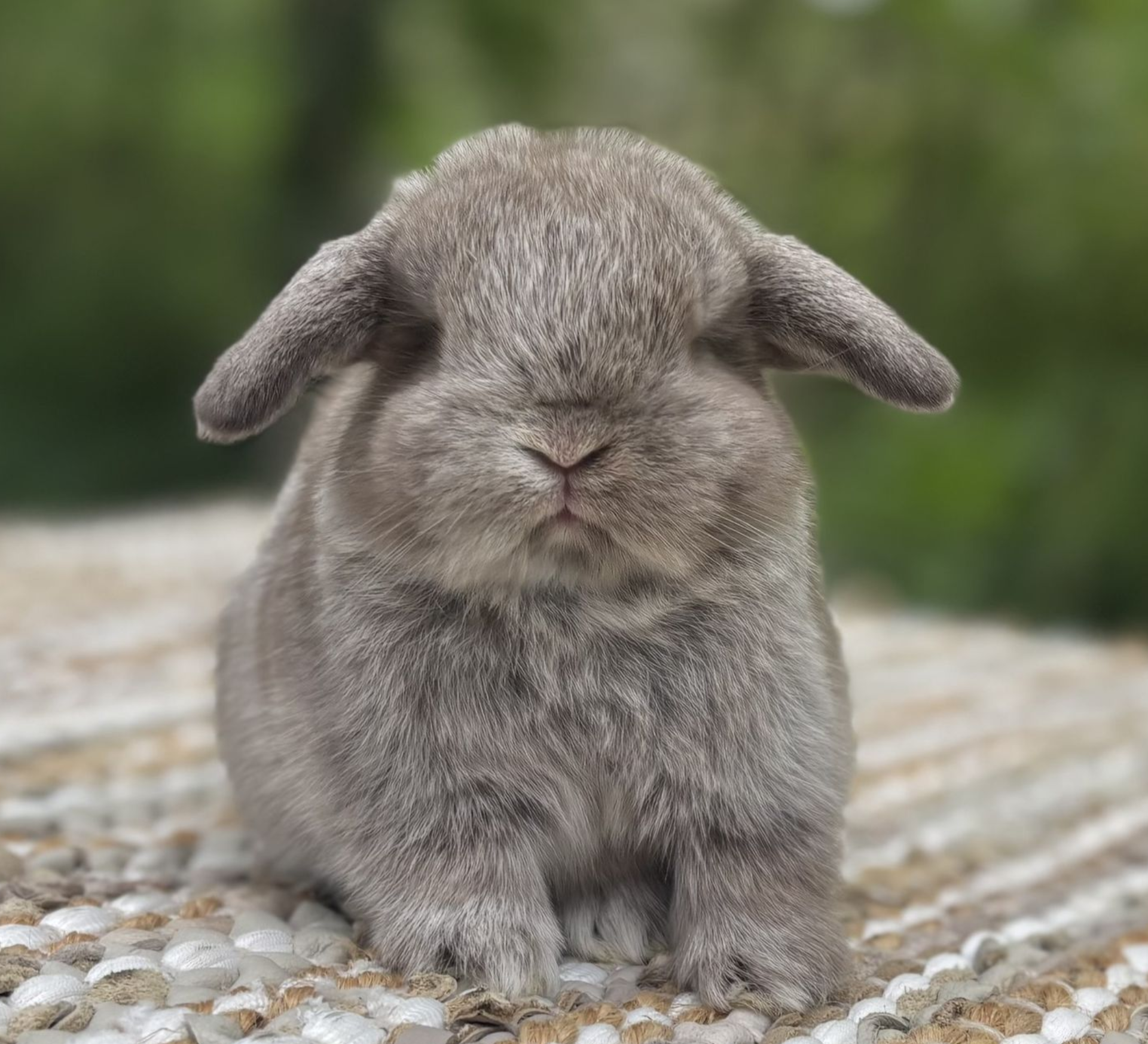 Chocolate Chinchilla Holland Lop Bunny for Adoption