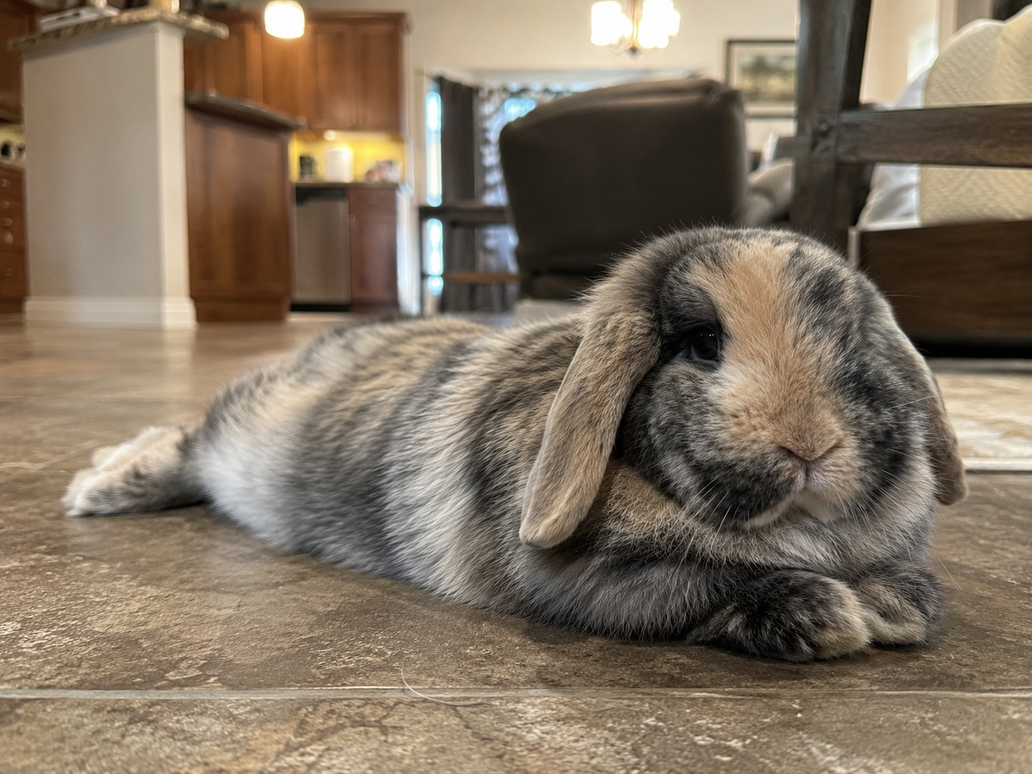Black Orange Harlequin Holland Lop Relaxing on the Floor of her Home