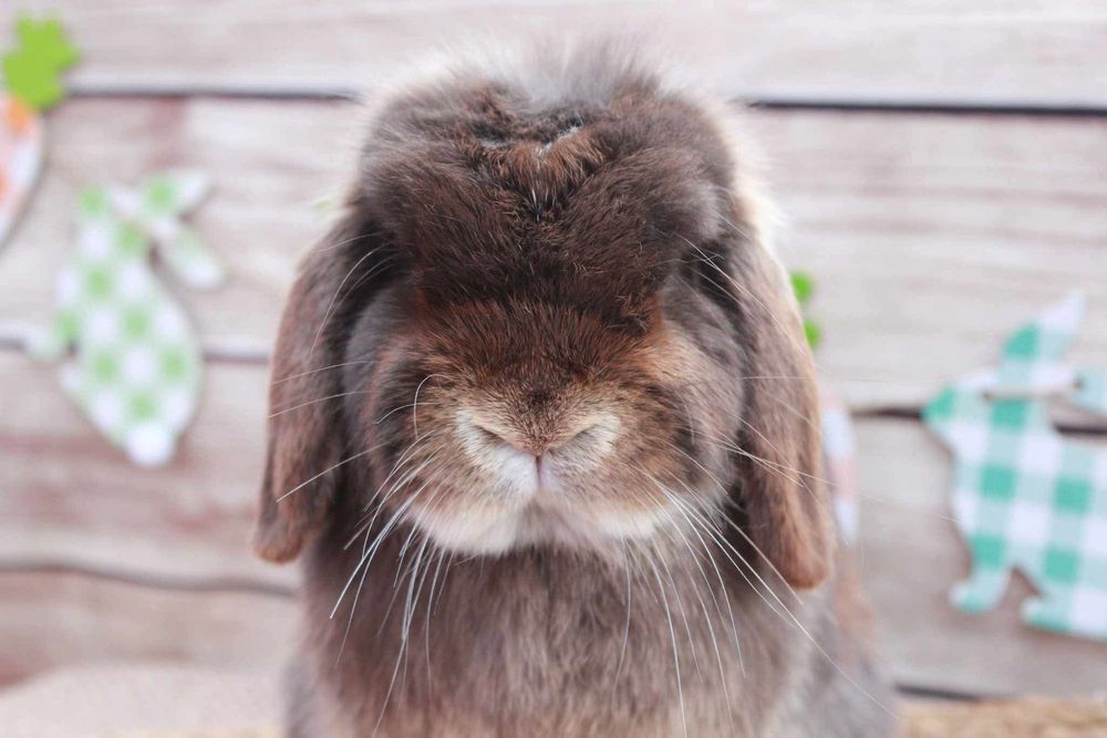 Chocolate Otter Holland Lop Rabbit
