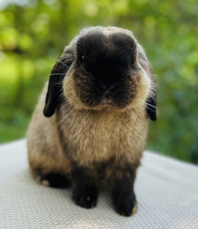 Siamese Sable Point Holland Lop Bunny Rabbit