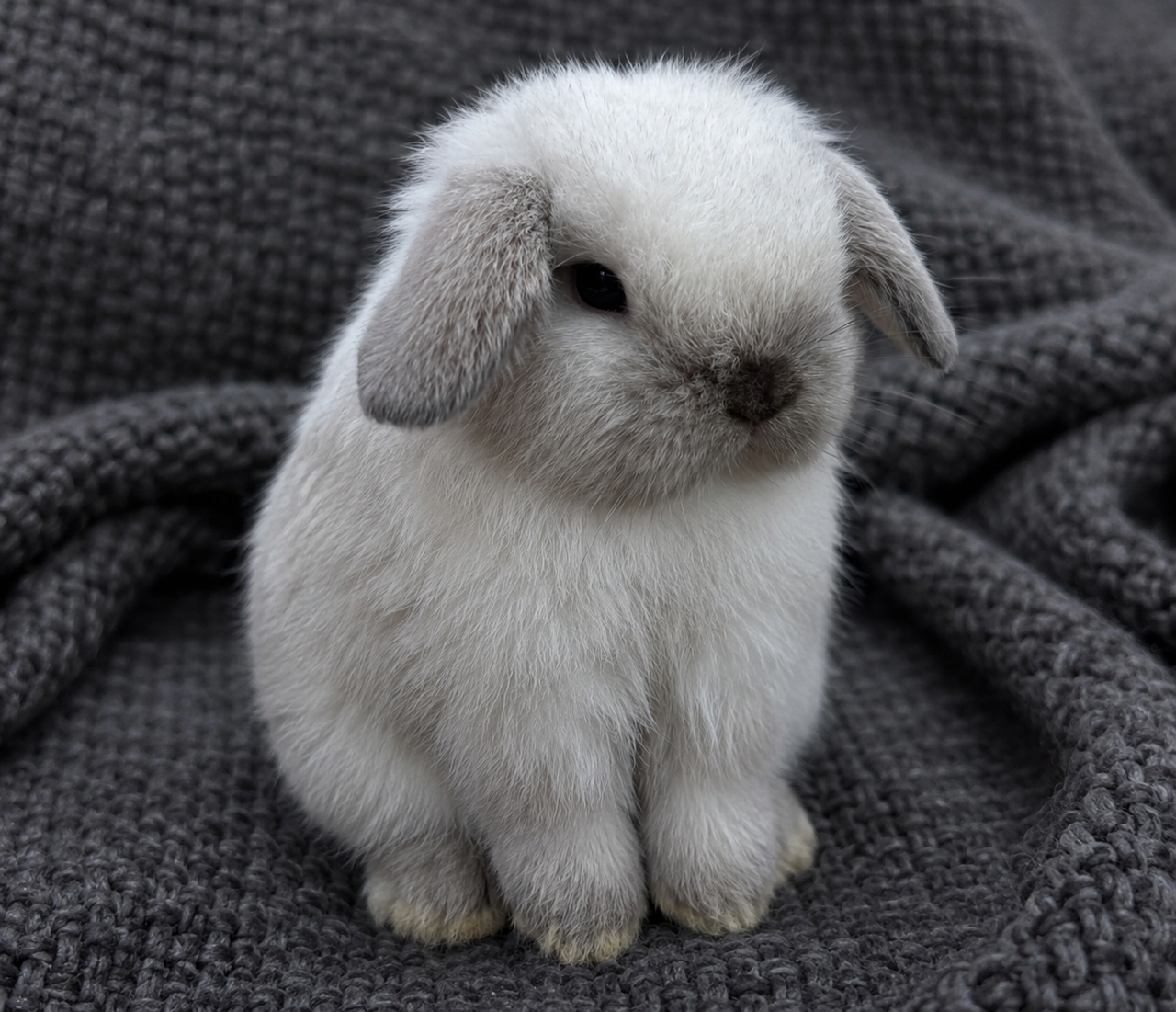 Broken Sable Point Holland Lop