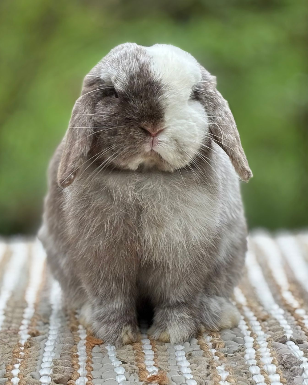 Chocolate Magpie Holland Lop Rabbit
