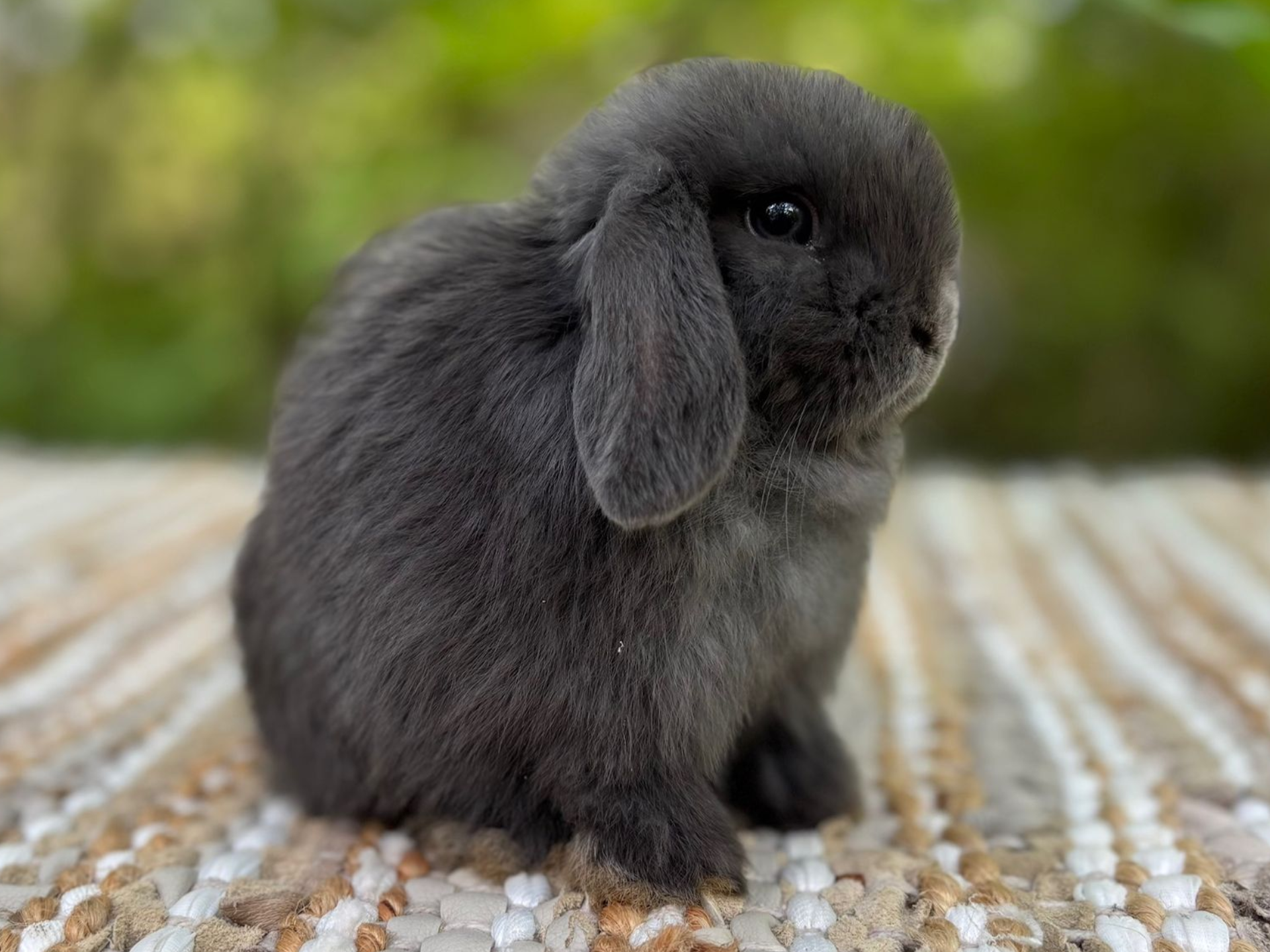 Blue Holland Lop Baby Bunny