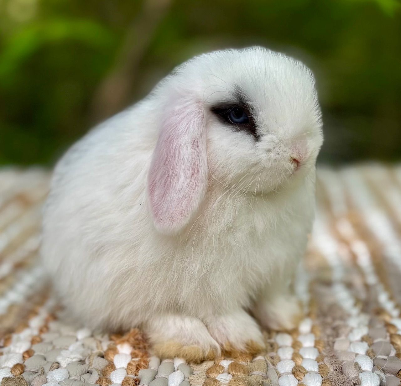 Hotot Holland Lop Rabbit with Blue Eyes