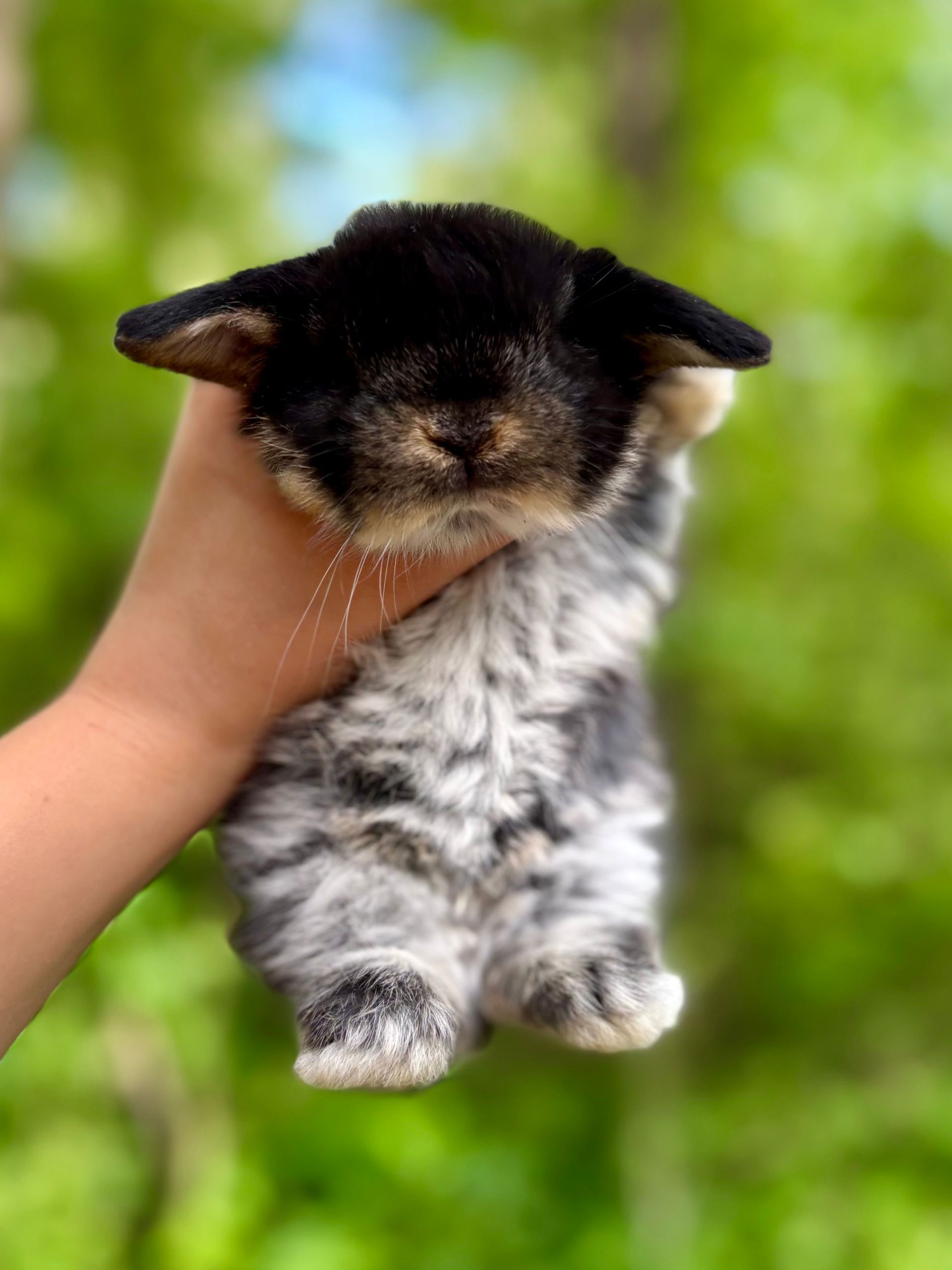 Black Otter Holland Lop Baby for Adoption