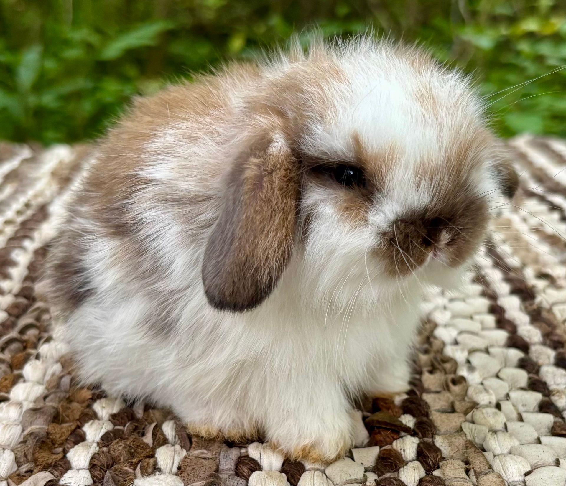 Vienna Harlequin baby bunny