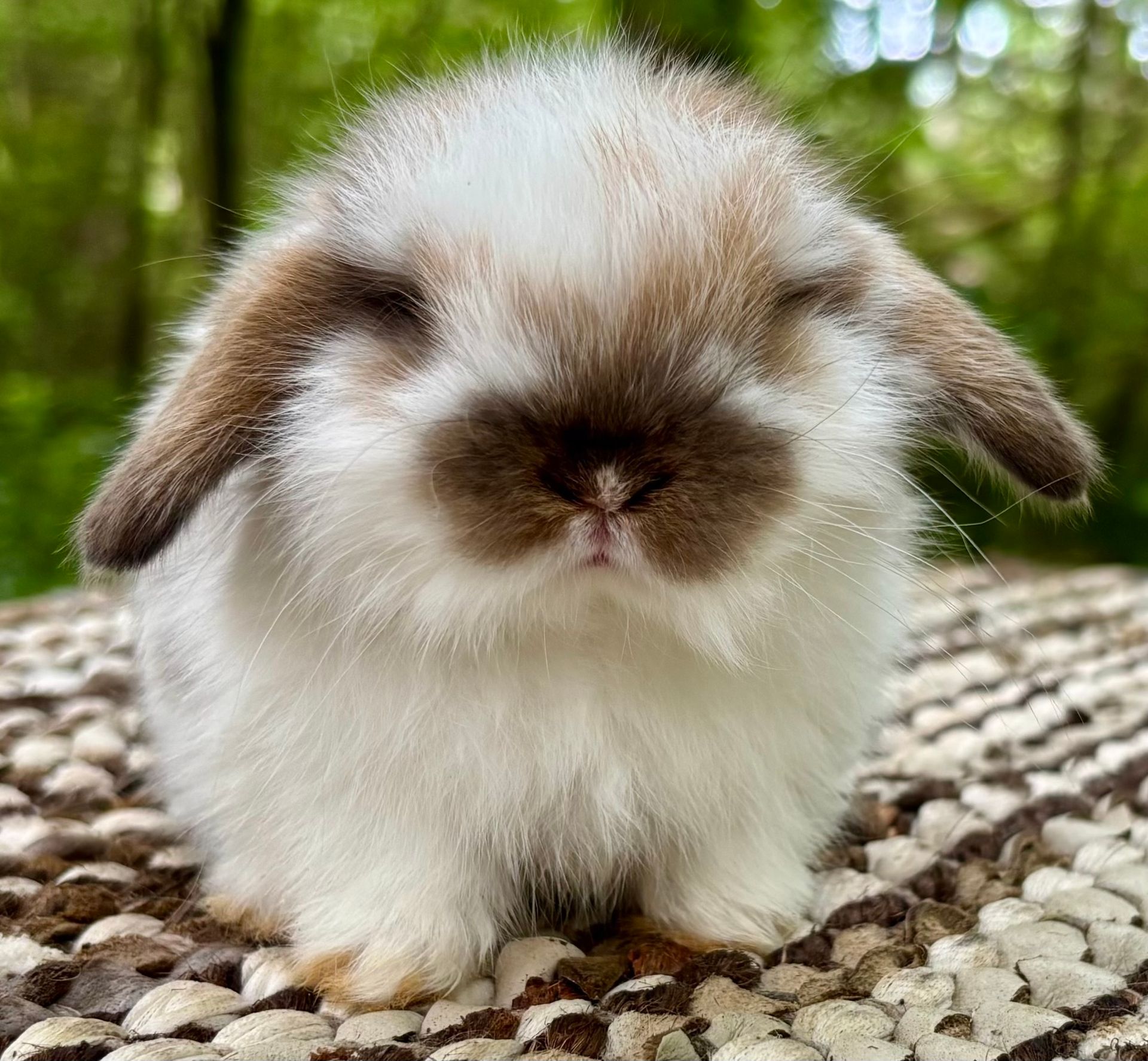 Chocolate Chinchilla Baby Rabbit for Reservation