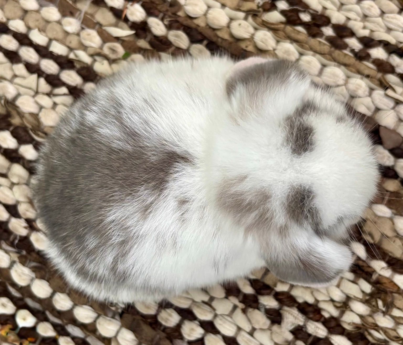 Chocolate Chinchilla Baby Rabbit for Reservation