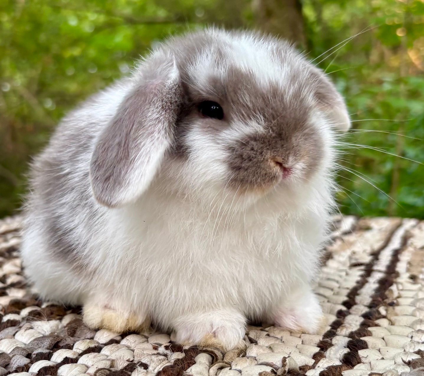 Vienna Harlequin baby bunny