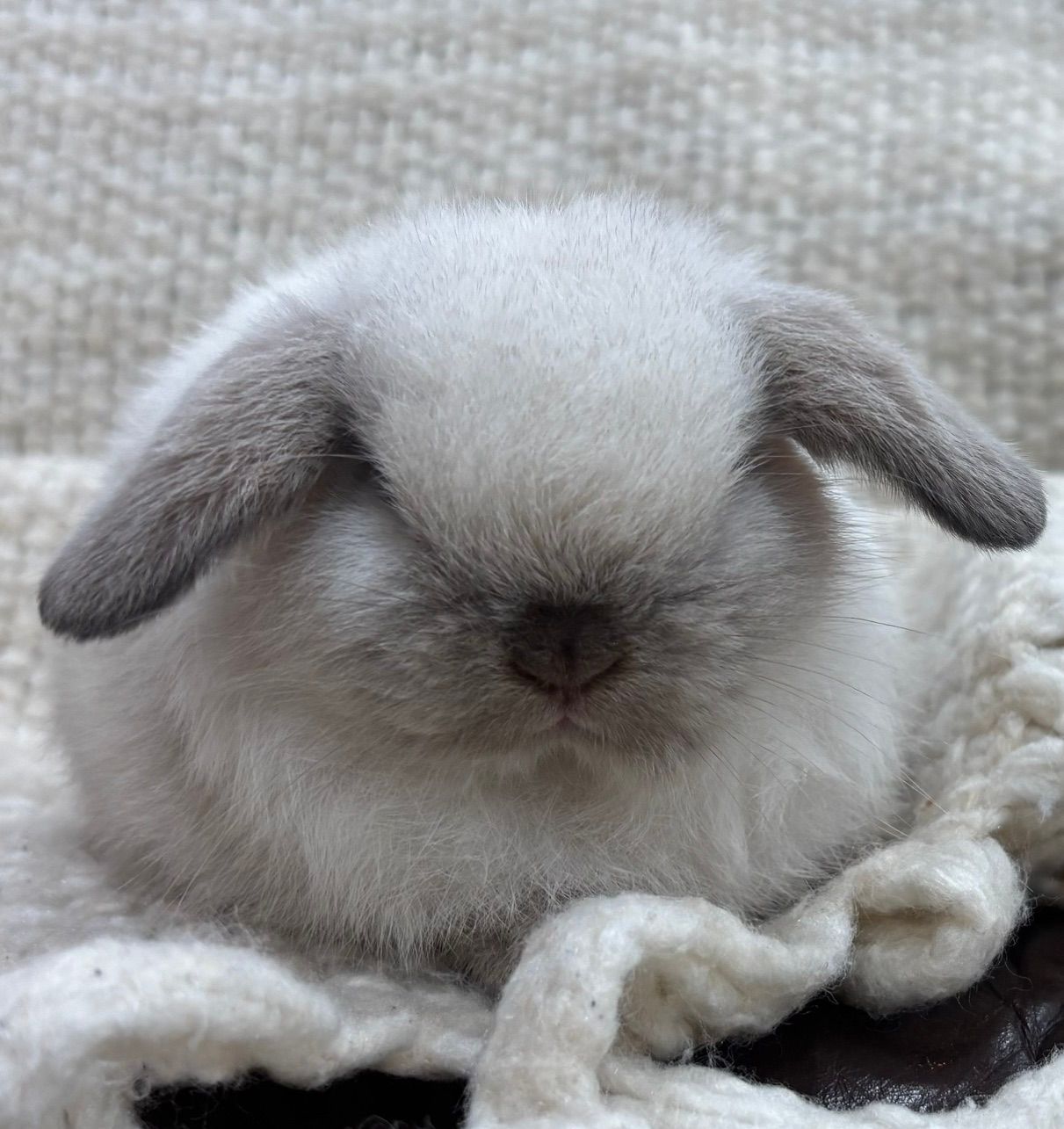 Fluffy gray lop-eared bunny sitting on a woven rug outdoors
Blue point Holland lop
