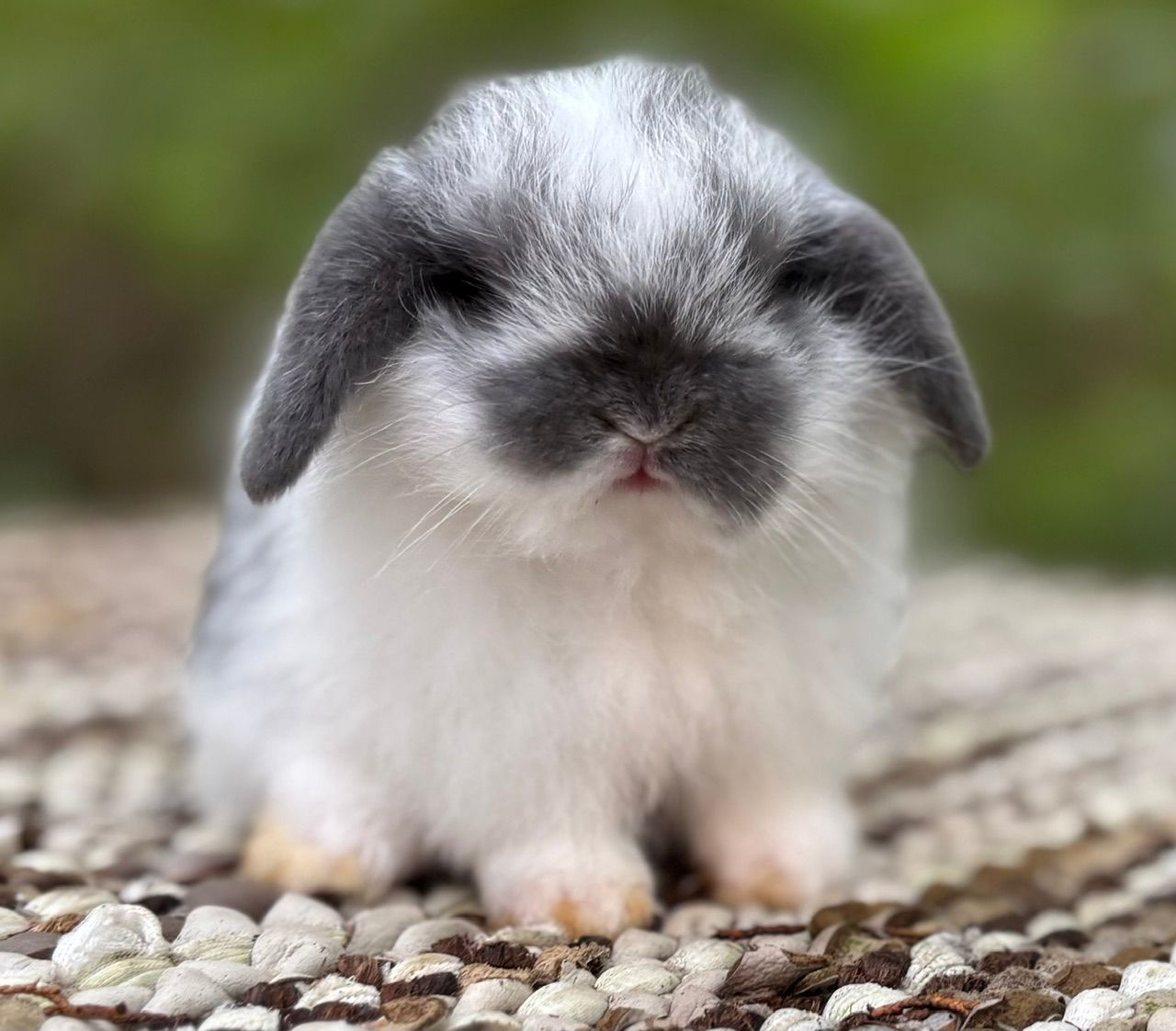 Chocolate Chinchilla Baby Rabbit for Reservation